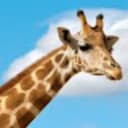 Giraffe's avatar